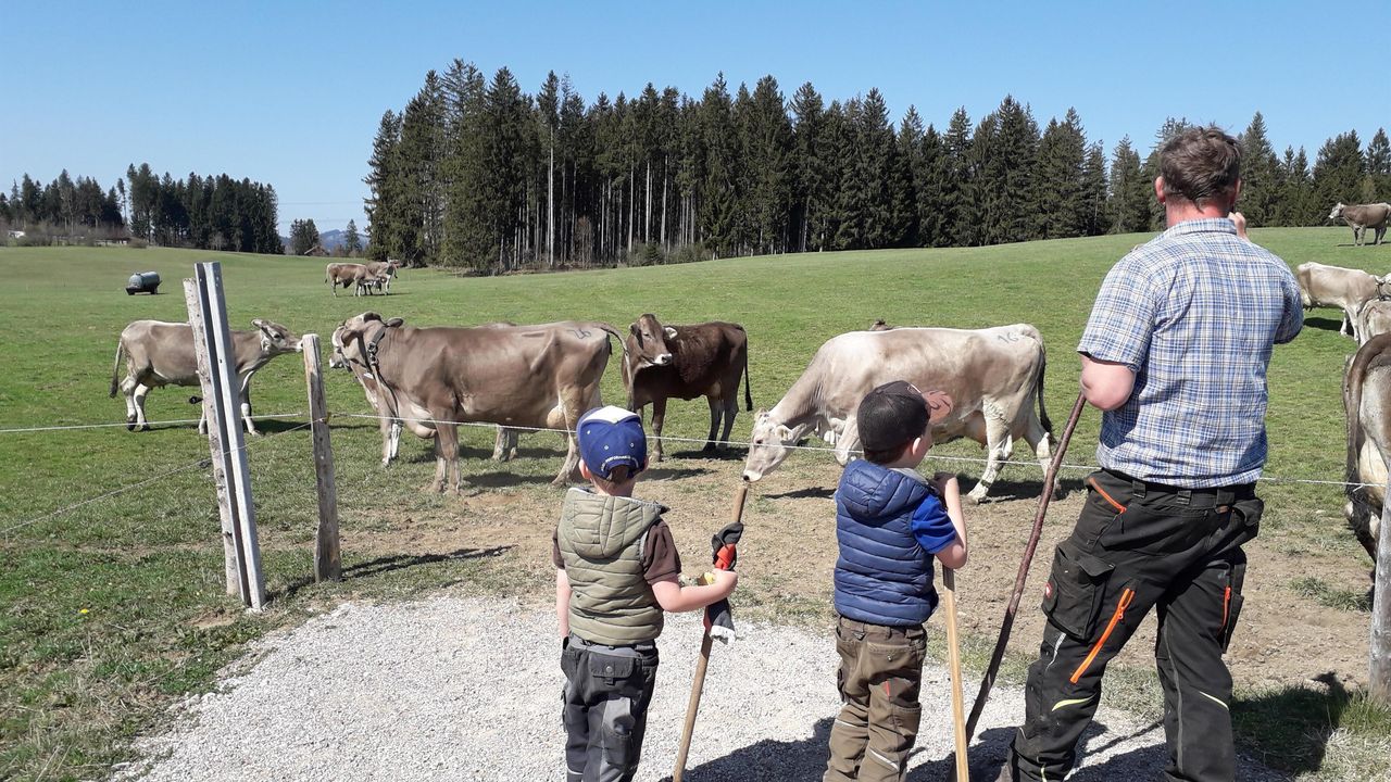 Kühe auf die Weide treiben Kühe auf die Weide treiben